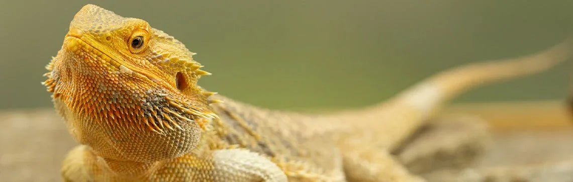 Dry Reptile Food - Talis Us