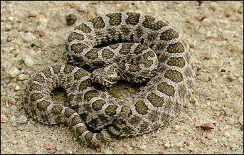 Eastern massasauga rattlesnakes - Talis Us