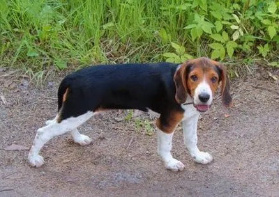 Estonian Hound - Talis Us