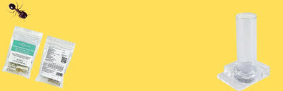 Food and Feeding for Ants