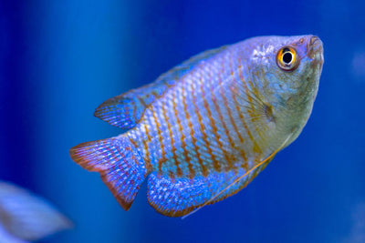 Gourami fish