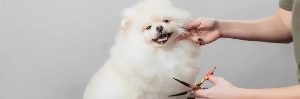 Dog-Grooming Talis Us