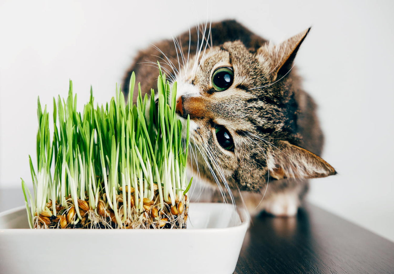 Catnip and Pet Grass