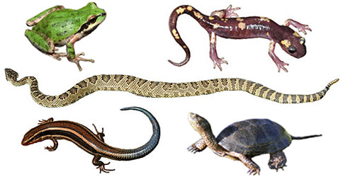 Reptile and Amphibian Breeds