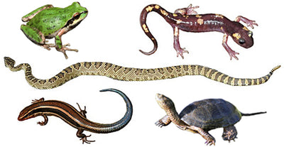 Reptile and Amphibian Breeds