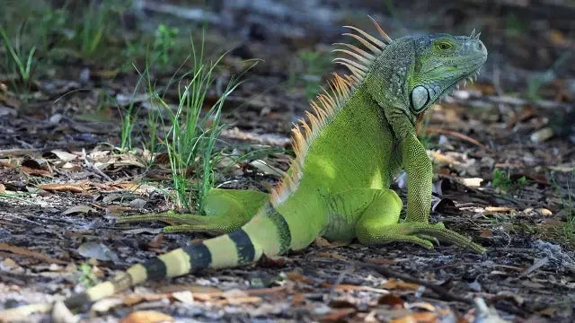 Iguana food