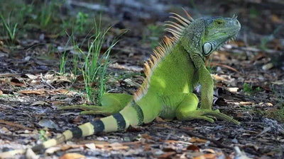 Iguana food