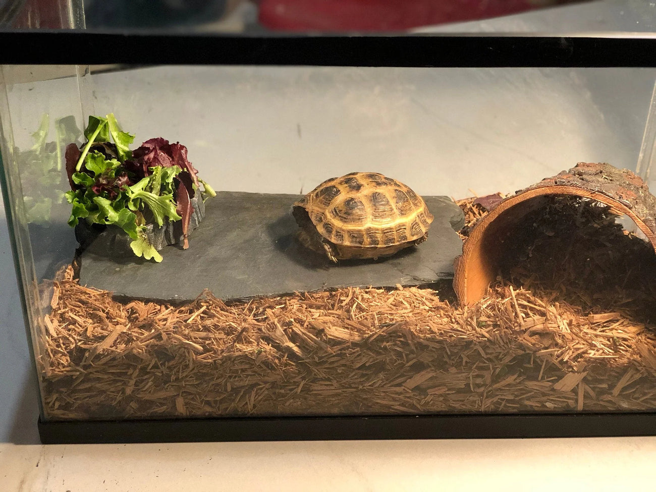 Terrarium Rocks, Stones and Shells