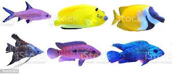 Fish Breeds