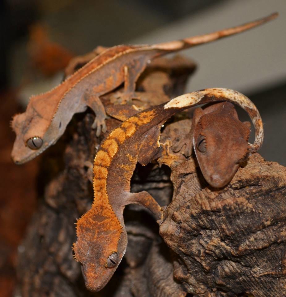 Juvenile Crested Geckos, Reptile Food, Talis Us