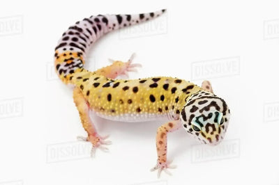  JUVENILE LEOPARD GECKOS