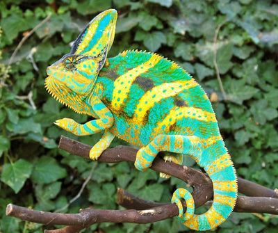 Juvenile Veiled Chameleon