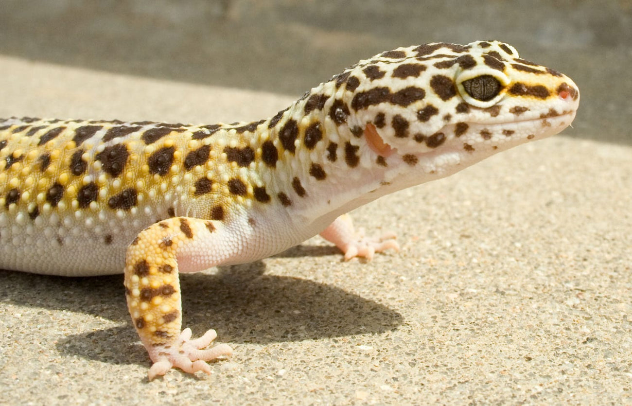Leopard Gecko, Pet Food, Talis Us