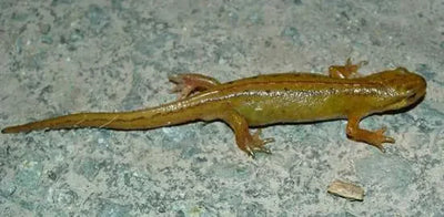 Smooth newt