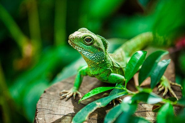  iguanas, chameleons, geckos, Gila monsters, monitors, and skinks.