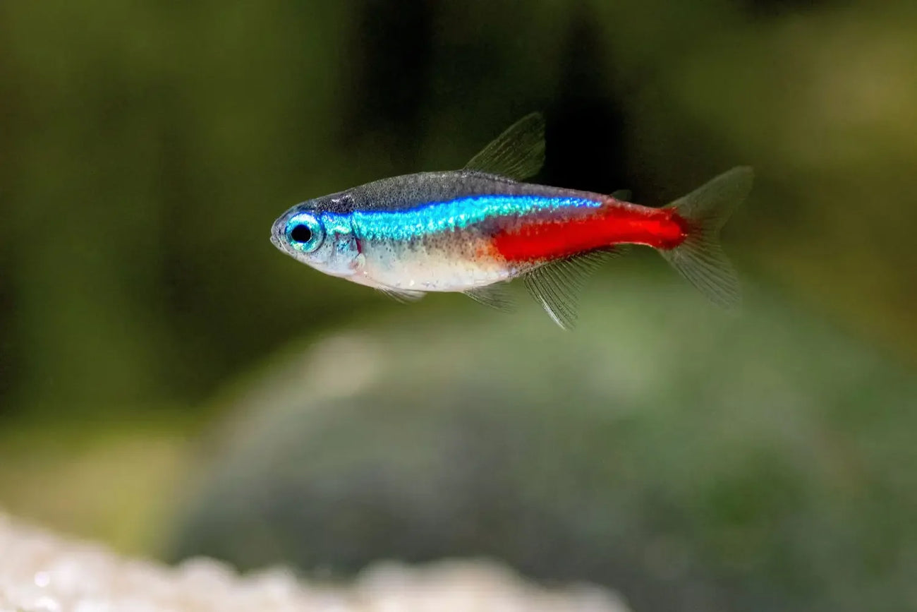 Tetra fish