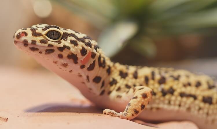Older Adult Leopard Geckos 