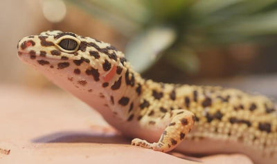 Older Adult Leopard Geckos, Talis Us 