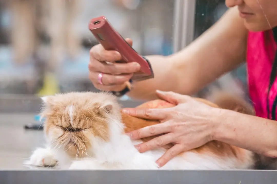A person is gently holding a fluffy Persian cat while using electric clippers to groom its fur. The cat appears calm with its eyes closed.