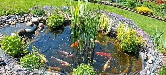 Pond