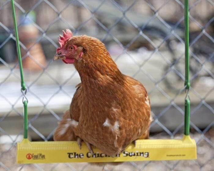 Poultry & Chicken Accessories