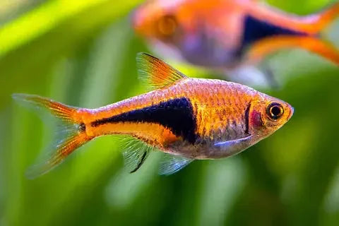 Rasbora Fish
