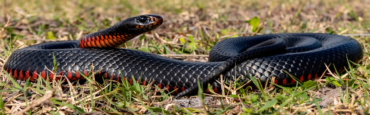 Frozen Reptile Food