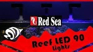 Red Sea - Talis Us