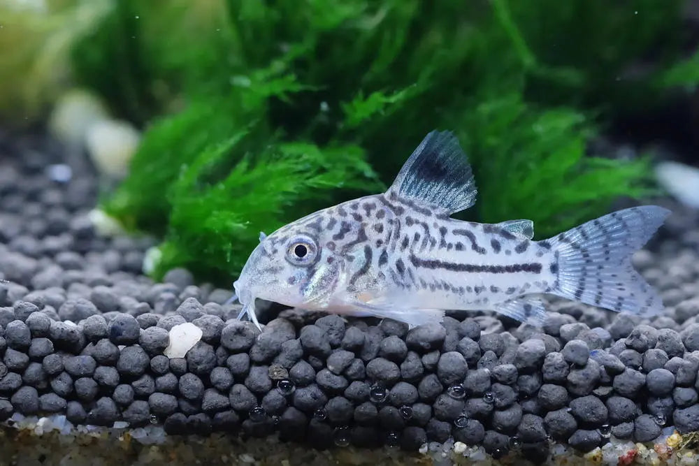 Cory catfish Talis Us