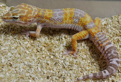Sub-Adult Leopard Geckos, Talis Us