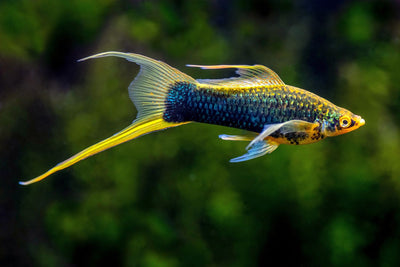 Swordtail fish