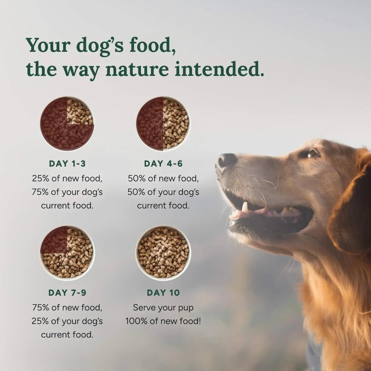360 Pet Nutrition Raw Formula Multi - Protein Grain - Free Adult Freeze - Dried Dog Food - Talis Us