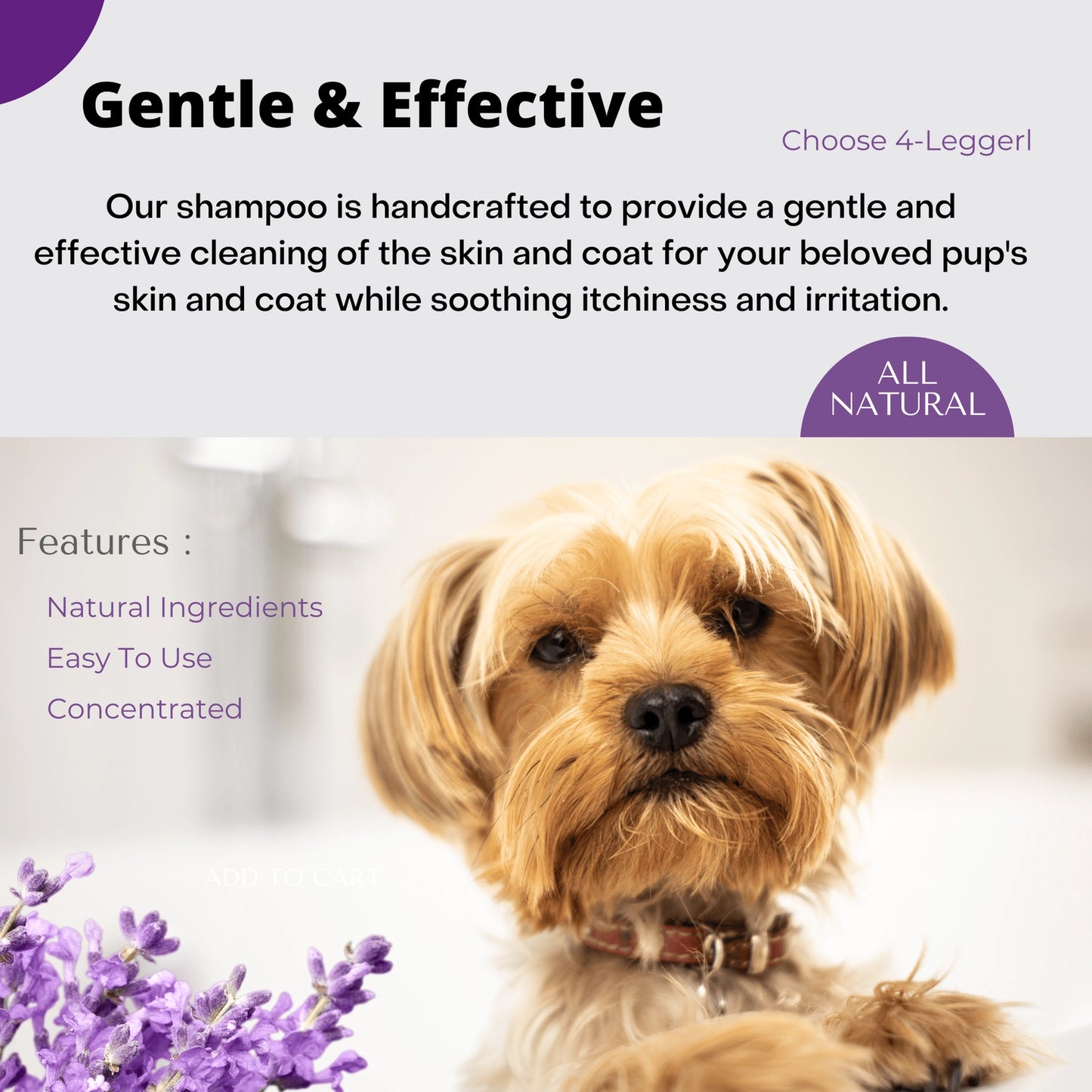 4-Legger organic lavender dog shampoo for gentle cleaning and soothing itchy skin for dogs