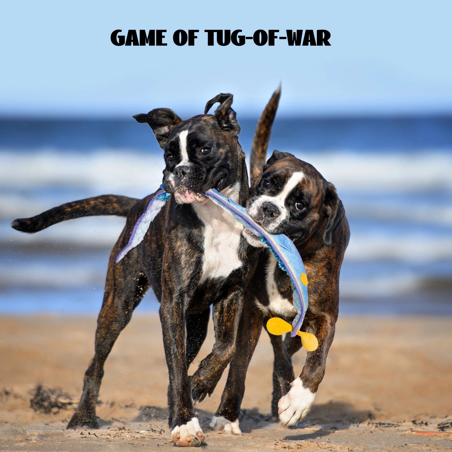 Two playful dogs tug on the Nocciola Interactive No-Stuffing Eel Toy – Tug, Snuffle, and Squeak as they run on a sandy beach with waves and blue sky. Above them, the text reads: GAME OF TUG-OF-WAR.