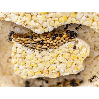 ANTCUBE - Popcorn Nest 20x20 - L Antcube