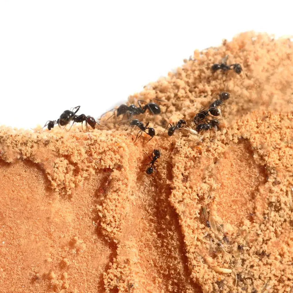 ANTCUBE Starter Set for Harvester Ants – L – Popcorn Antcube
