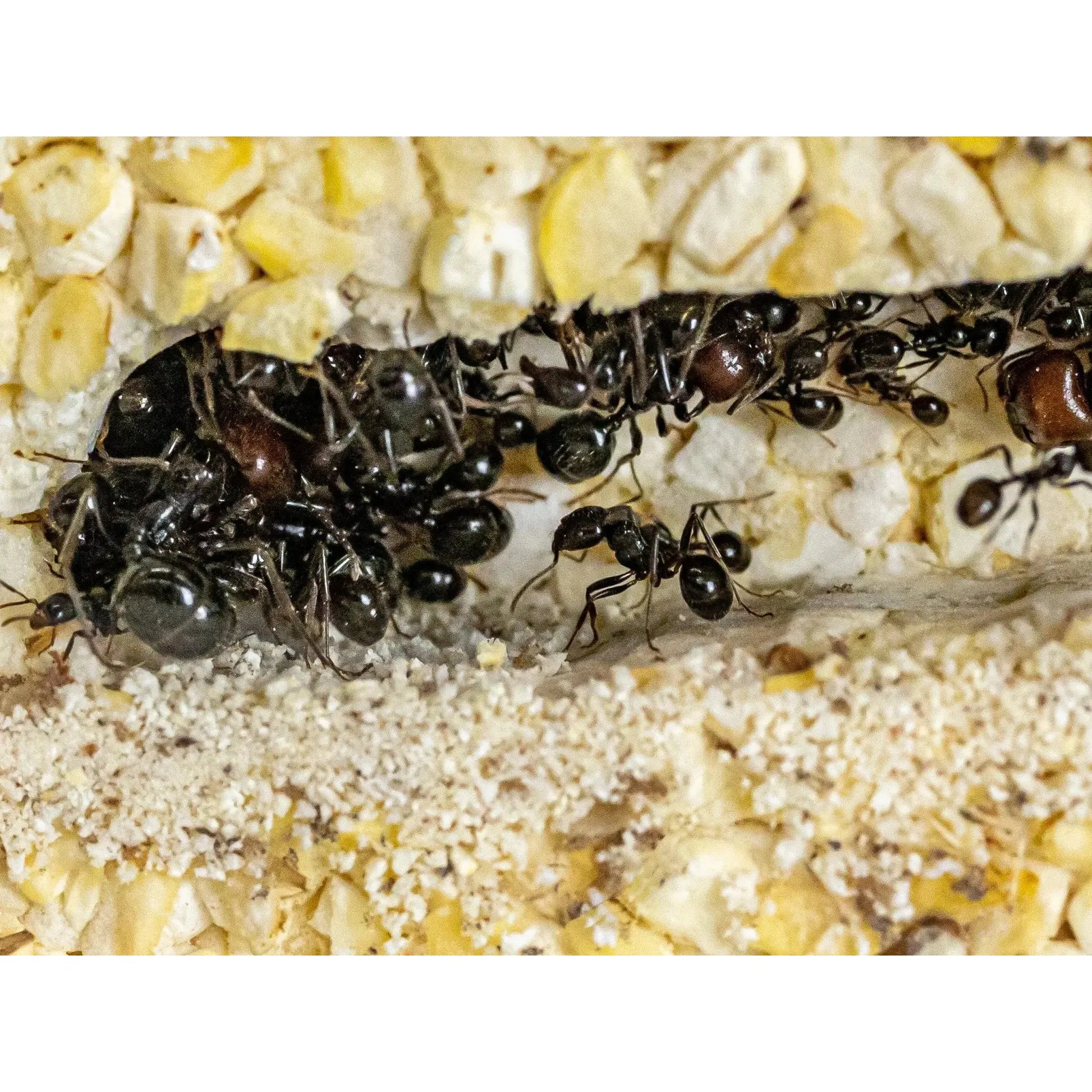 ANTCUBE Starter Set for Harvester Ants – L – Popcorn Antcube