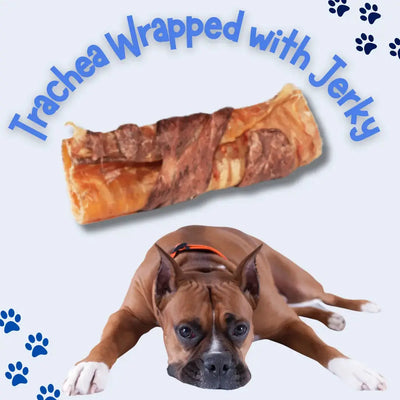 A brown and white dog lies below an image of Advance Pet Products’ All Natural Water Buffalo Trachea Wrapped Jerky Treat for Dogs. Blue text above reads “Trachea Wrapped with Jerky,” with blue paw prints in the corners.
