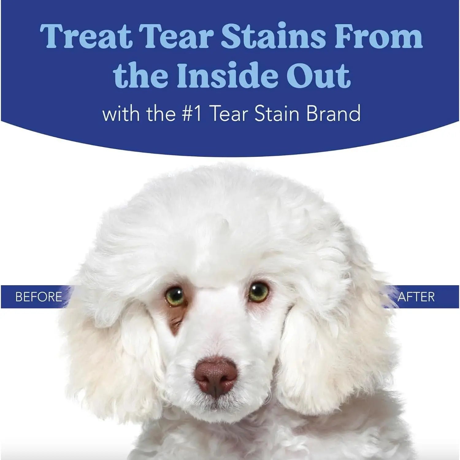 A white poodle with tear stains under its left eye and a clean right eye. Text above: Treat Tear Stains From the Inside Out with Angels Eyes Natural Plus Chicken Flavored Powder, an antibiotic-free supplement. Labels: before and after.