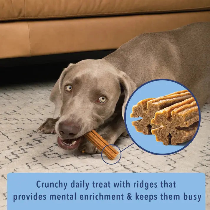 A gray dog lies on a carpet, chewing an Angels Eyes Sea Sticks Multi-Benefit Dog Treat. Inset shows a close-up of the treat. Text reads: Crunchy daily treat with ridges that supports digestive health & keeps them busy.