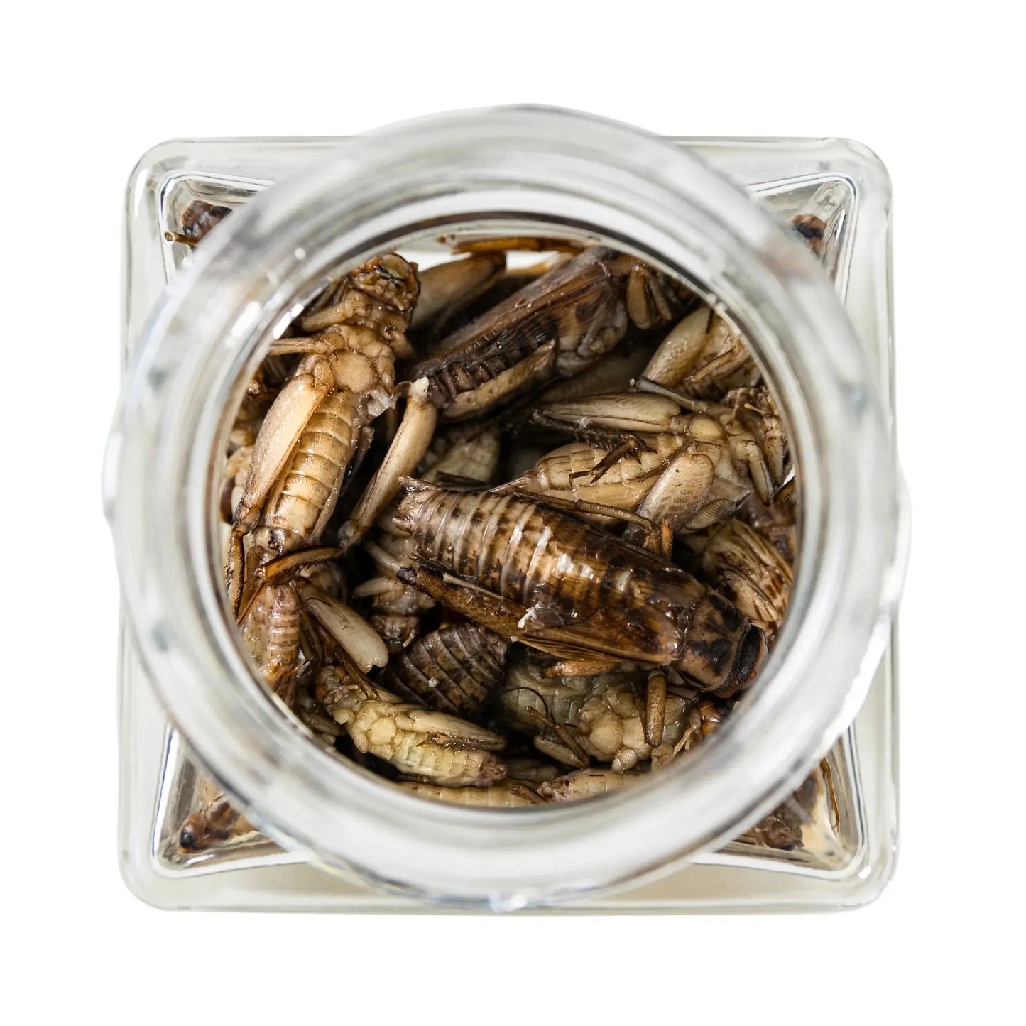 Antcube Blanched Whole Crickets Antcube