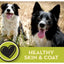 Two happy black and white dogs sit on dry grass, tongues out. Text reads HEALTHY SKIN & COAT and highlights AvoDerm CPD Senior Health Grain Free Lamb Meal Formula Dry Dog Food, with a heart icon on a green background in the corner.