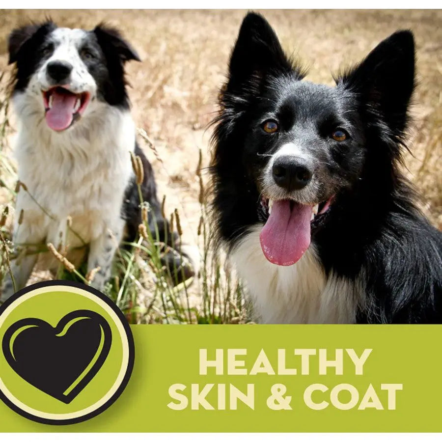 Two happy black and white dogs sit on dry grass, tongues out. Text reads HEALTHY SKIN & COAT and highlights AvoDerm CPD Senior Health Grain Free Lamb Meal Formula Dry Dog Food, with a heart icon on a green background in the corner.