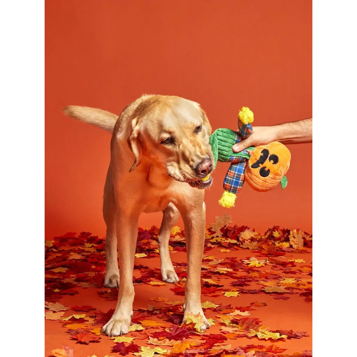 BARK Ol' Pumpkin Patches Plush Dog Toy Small BARK