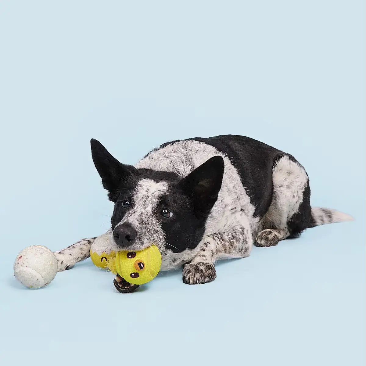 BARK Play Hatch Tennis Balls Dog Fetch Toy BARK