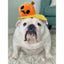 BARK Smashing Pumpkin Plush Dog Toy BARK