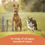 CANIDAE All Life Stages Chunky Stew Toppers Wet Dog Food 6ea/12.7 oz CANIDAE