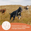 CANIDAE All Life Stages Multi-Protein High Protein Dry Dog Food CANIDAE