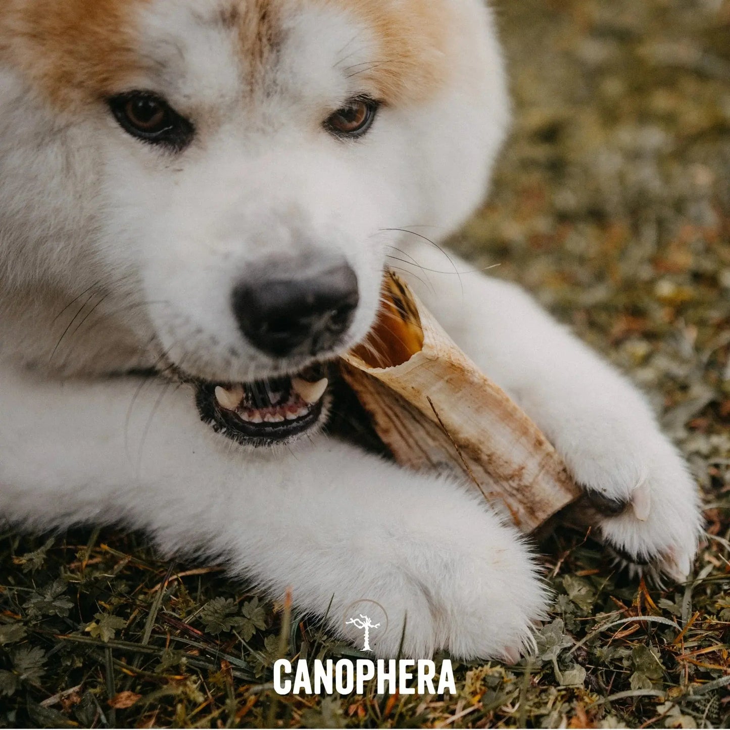CANOPHERA Sheep Dog Chew Horn CANOPHERA