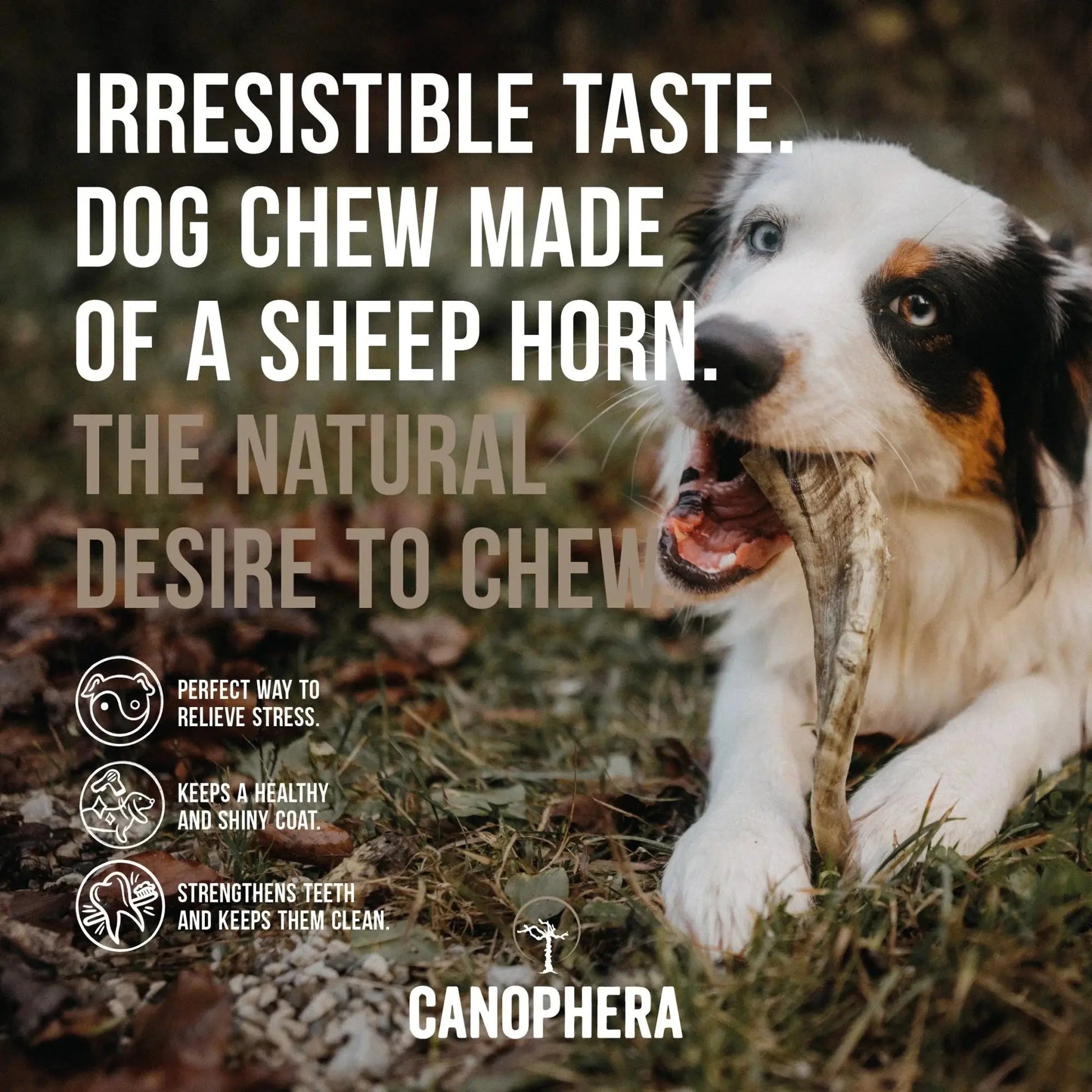 CANOPHERA Sheep Dog Chew Horn CANOPHERA